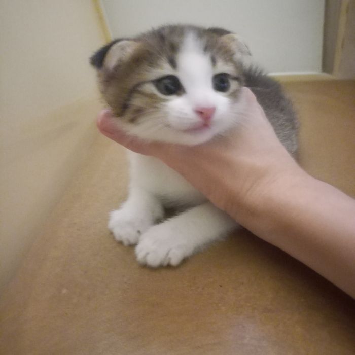 Вислоухие  котята мальчики 1,5 м