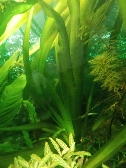 Аквариумные растения