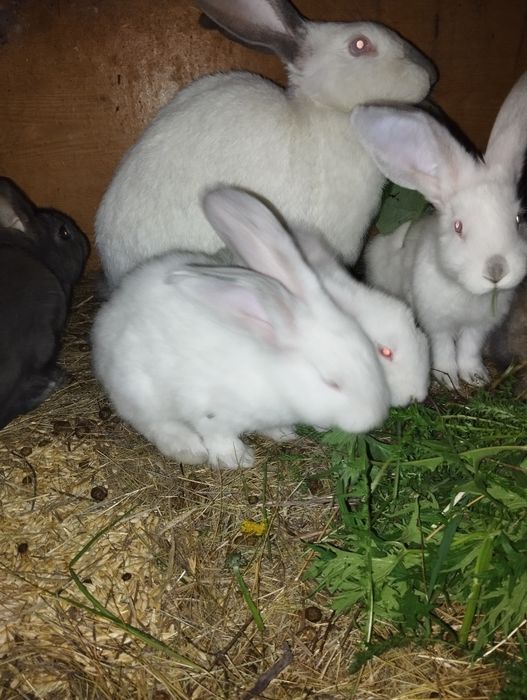 Крольчата двухмесячные