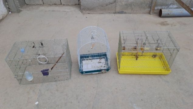 Kanarika qafasi sotiladi