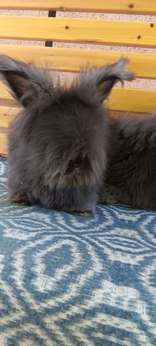 Iepuri angora englez