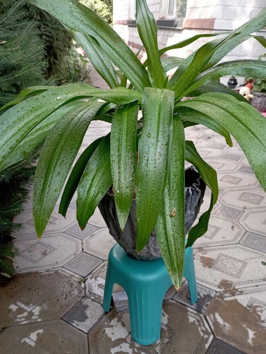 Продам комнатные растения