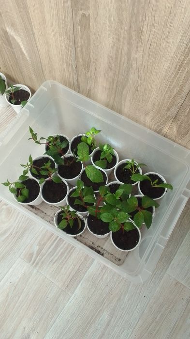 Продам укоренные черенки  фуксии