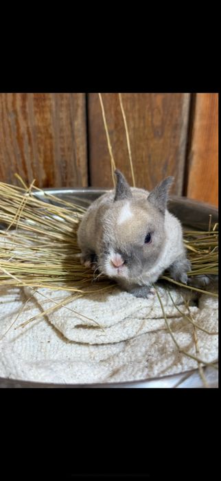 крольчата декоративные