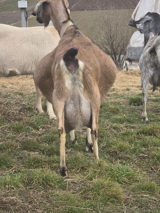 Vand 2 capre o anglo nubiana si un zanen