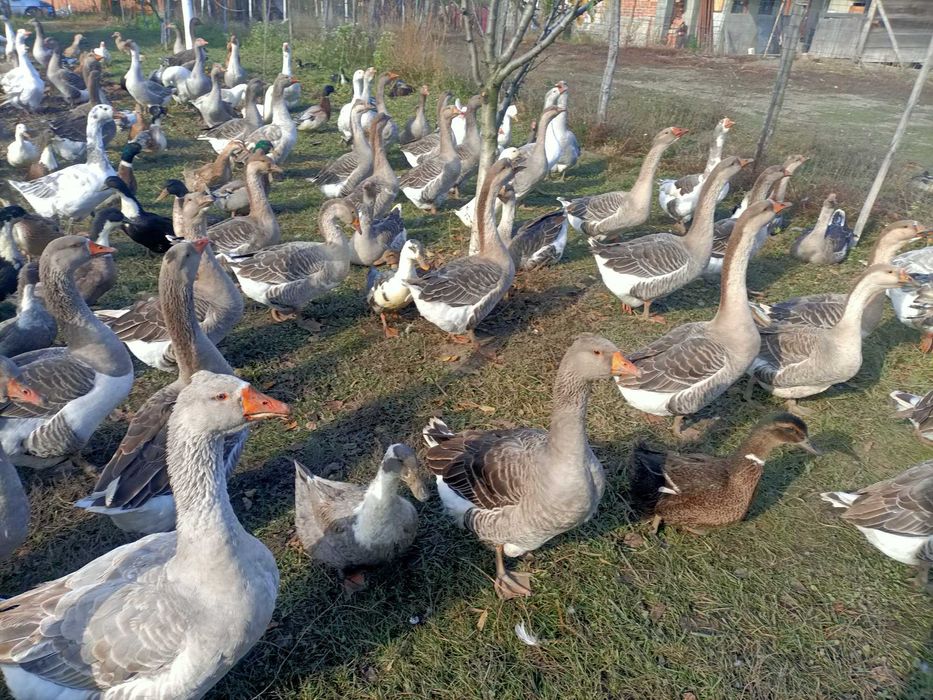 Gaste si Rate Frumoase