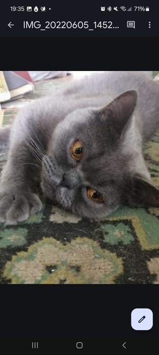 Британская кошка