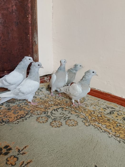 Голуби .бакинцы пепельные