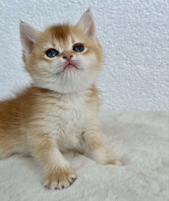 Fetita british shorthair chinchilla golden superba! Pedigree