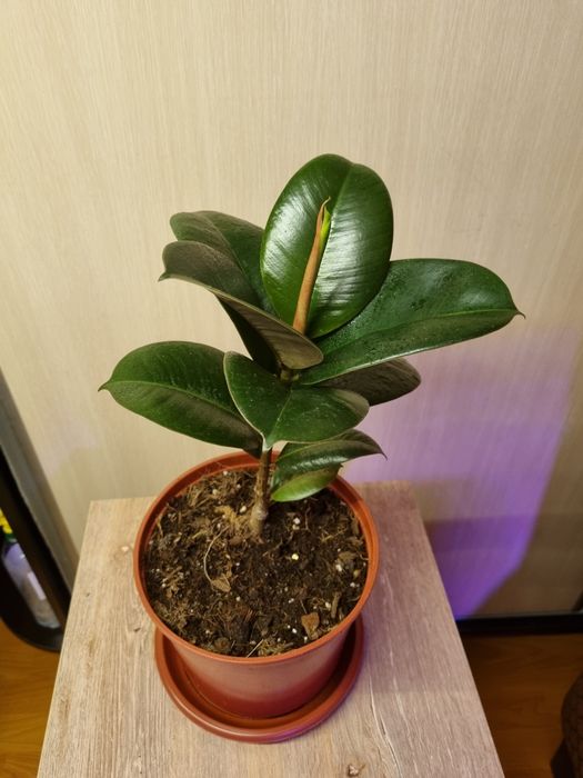 Фикусы разные сорта