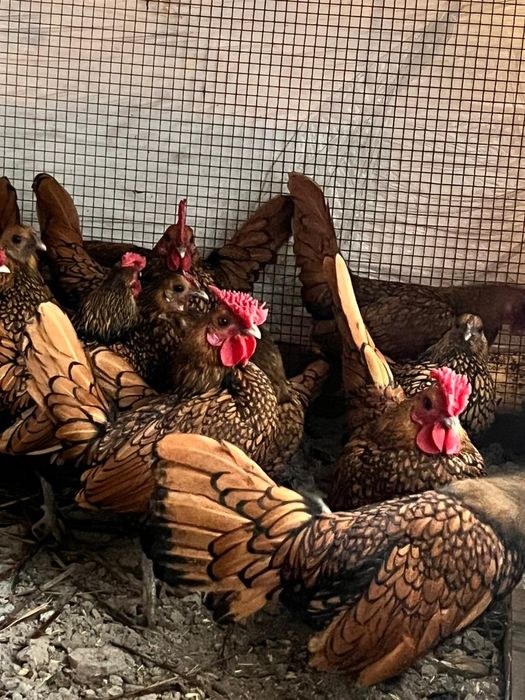 Сибрайт петух  .