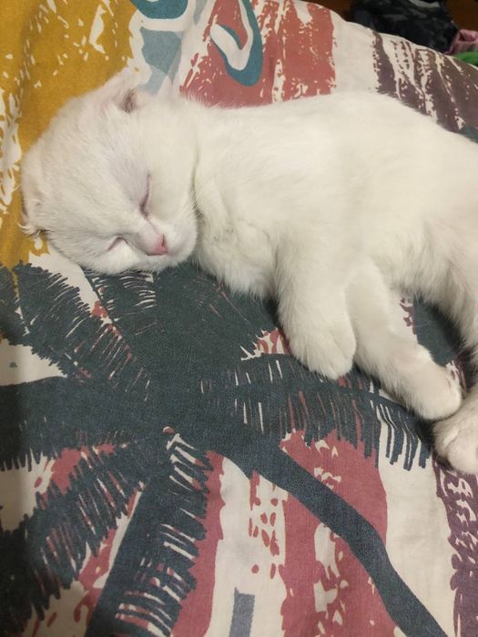 Продаётся кот скоттиш  фолд