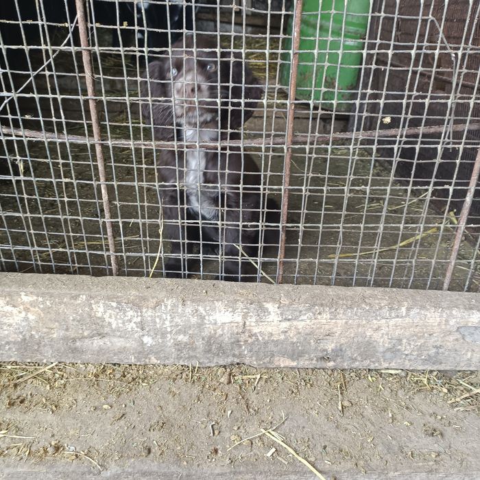 Продам щенка спаниеля