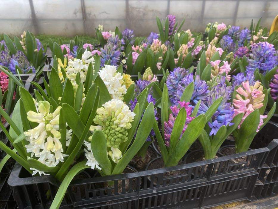 Flori Zambile 1-8 martie