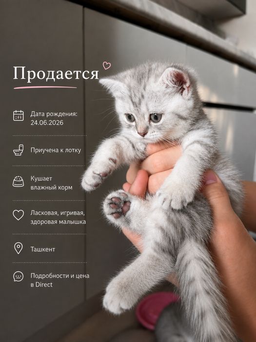 Скоттиш страйт девочка