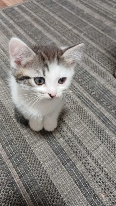 Кошки и домашние котята!