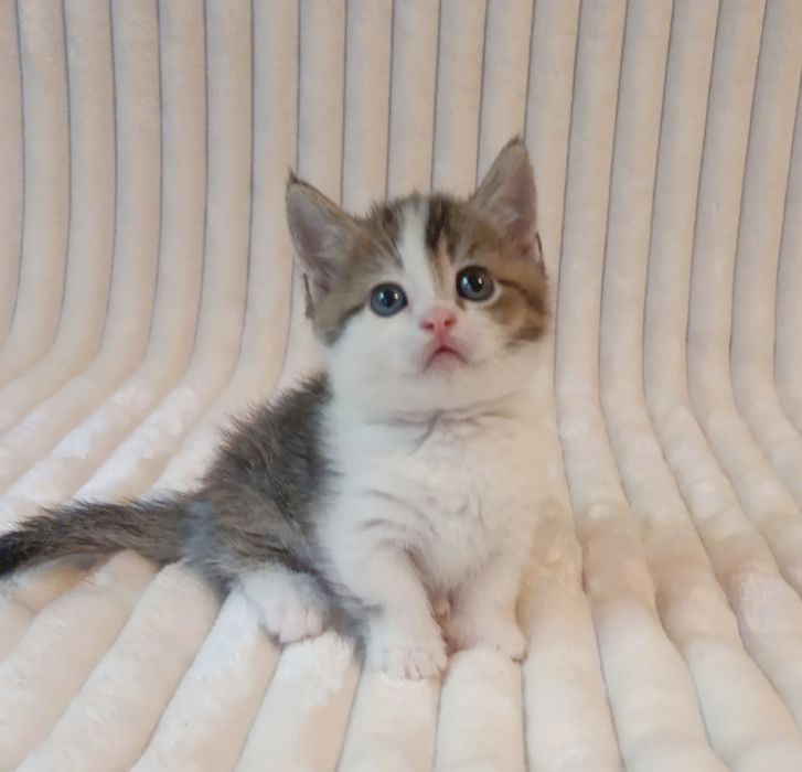 Продается котенок, Манчкин, мальчик