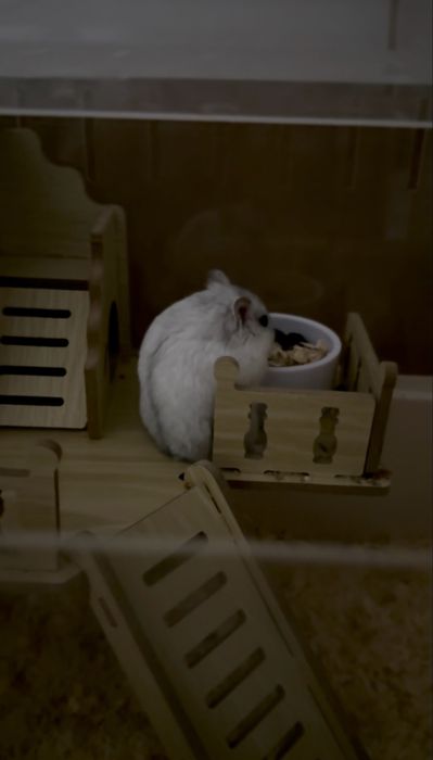 Хомяк с клеткой Астана