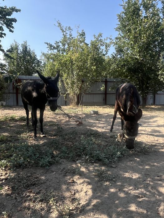 Продам Ишаков срочно