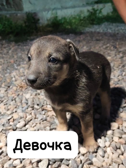 Отдам в хорошие руки