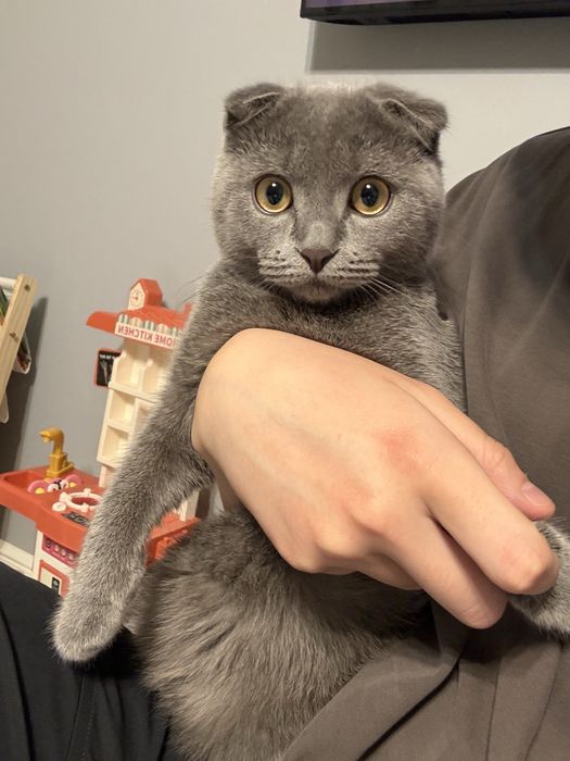 Продаю котенка шотландца