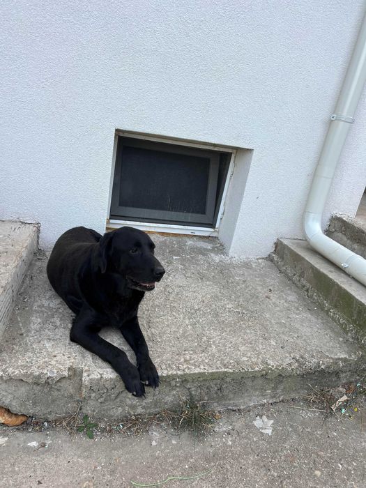 3 Кучета подарявам в чудесно здраве с ваксини кастрирани зона Русе