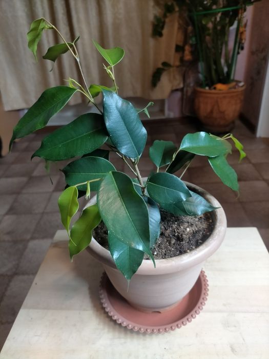 Фикус Бенджамина