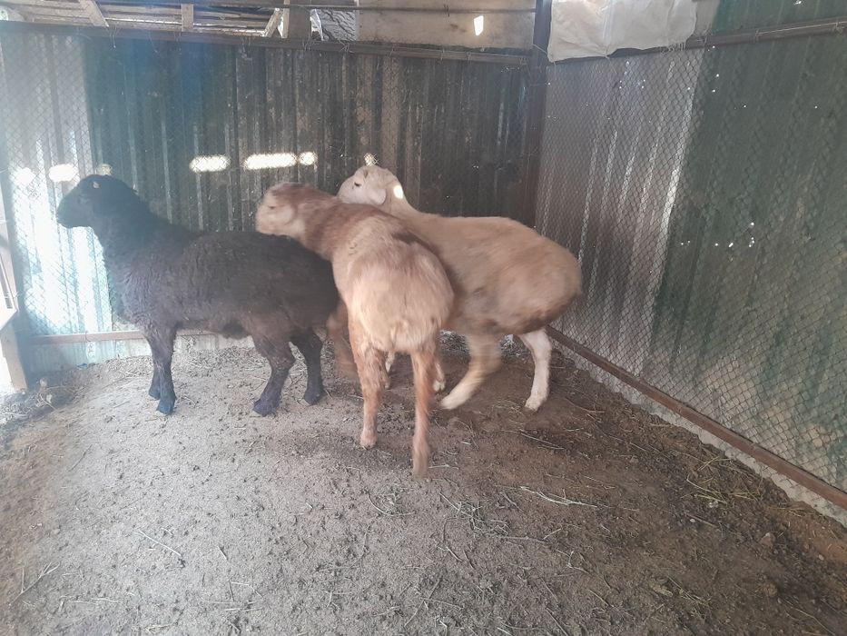 Qo'chqorlar sotiladi