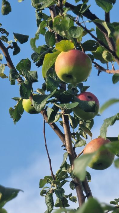 Продам дачный участок(дачу)!