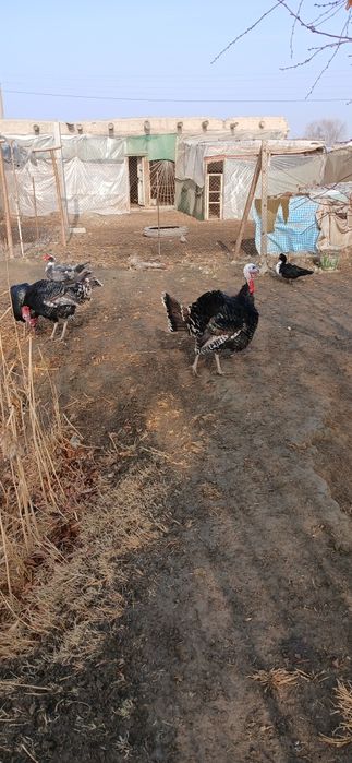 Курка сотилади манзил жондор