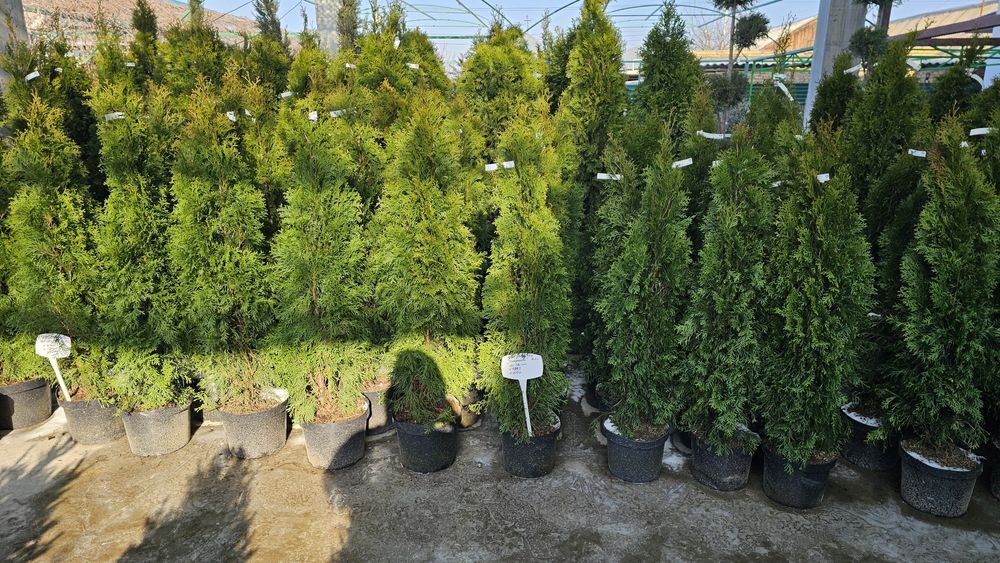 Туя смаракта любых размеров