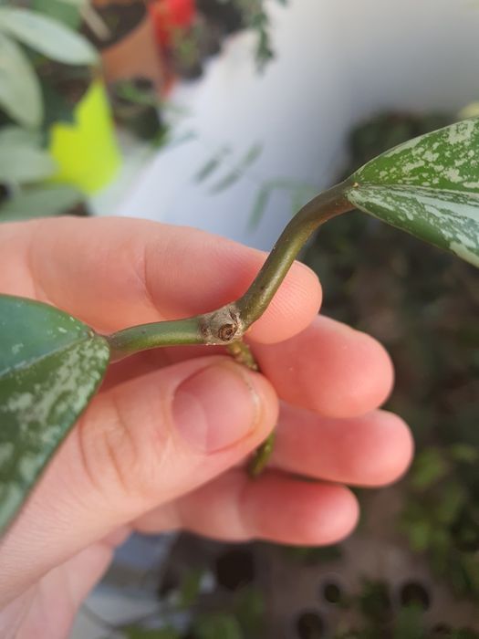 Pubicalyx silver splash butas 2 frunze, de inradacinat.