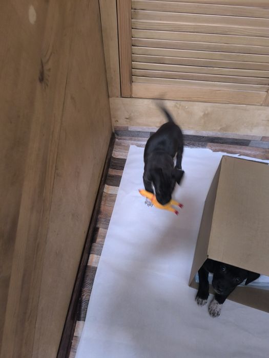 Отдам собак бесплатно