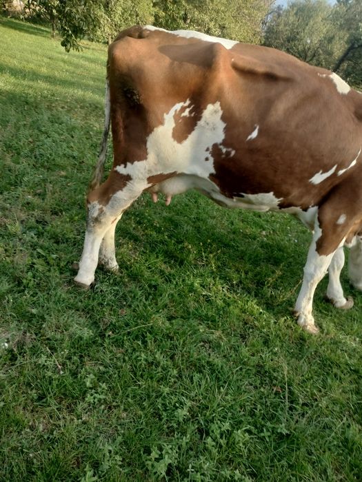 Vacă Bălțată Românească