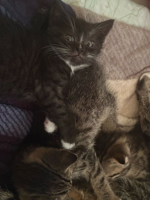 котенок бесплатно