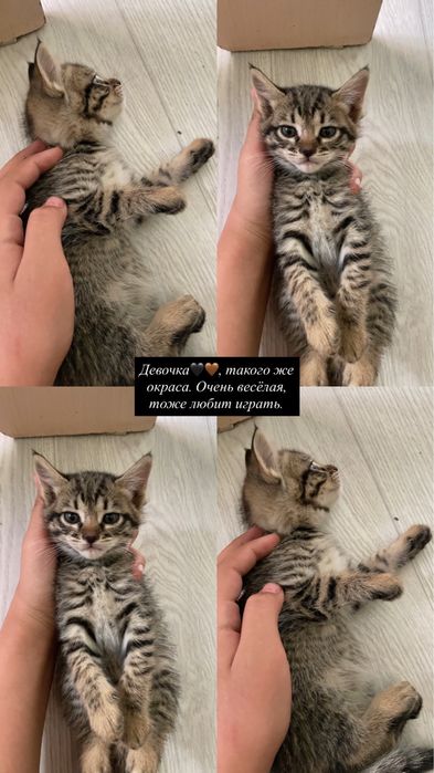 Отдам котят в добрые руки