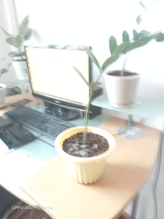 Гүлдер 4 штук метр