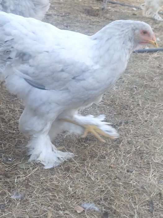 Vând cocosi brahma