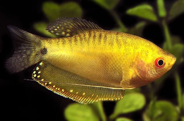 Аквариумные рыбки