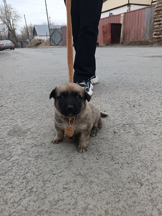 Дарю щенят. 2 мальчика и девочка