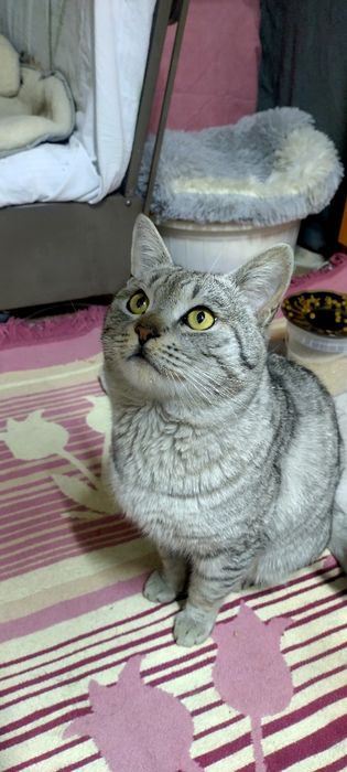 Кот ищет любящий дом