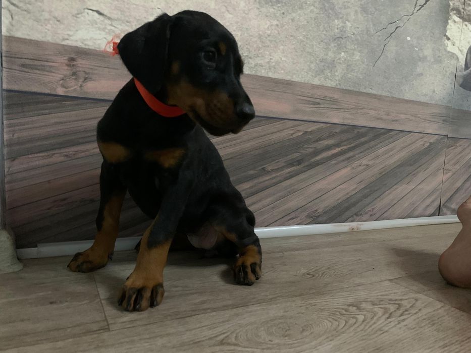 Срочно щенки добермана