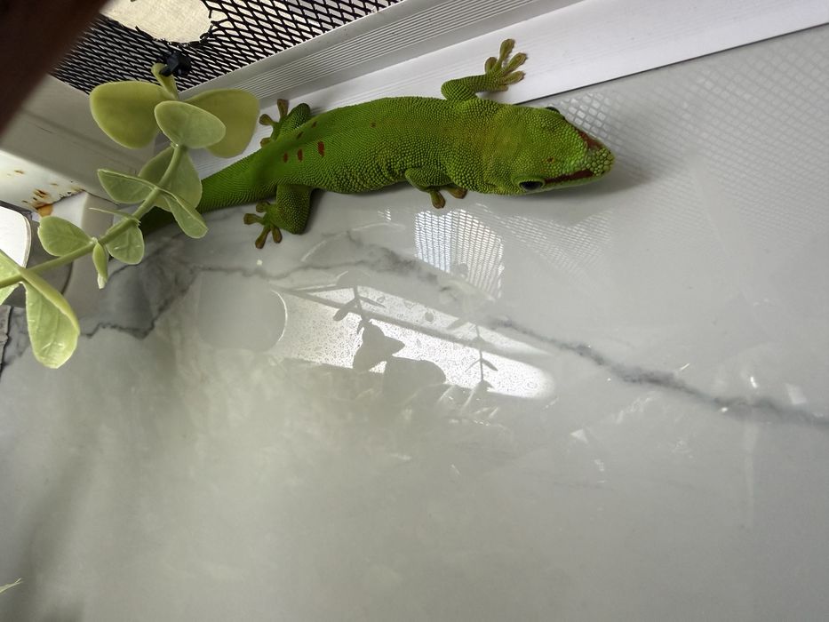 Геккон фельзума(с терариумом)