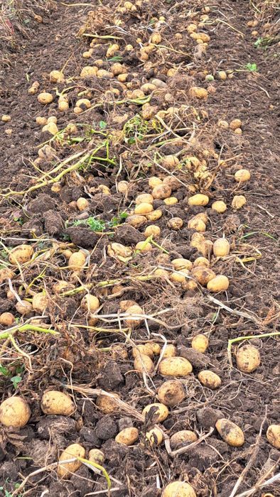 Картофи сорт "Сорая"