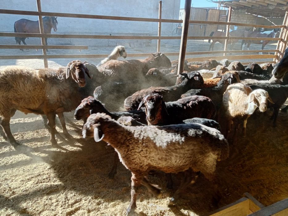 Семиз токтылар сатылады