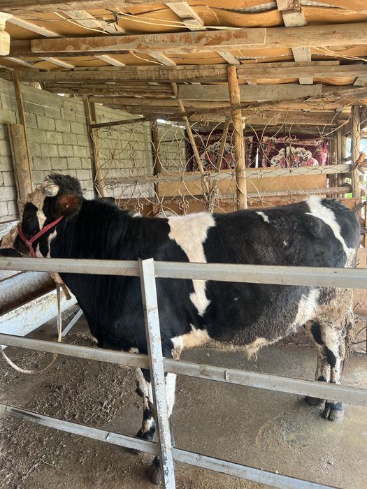 Buqa yoshiga xali tolmgana