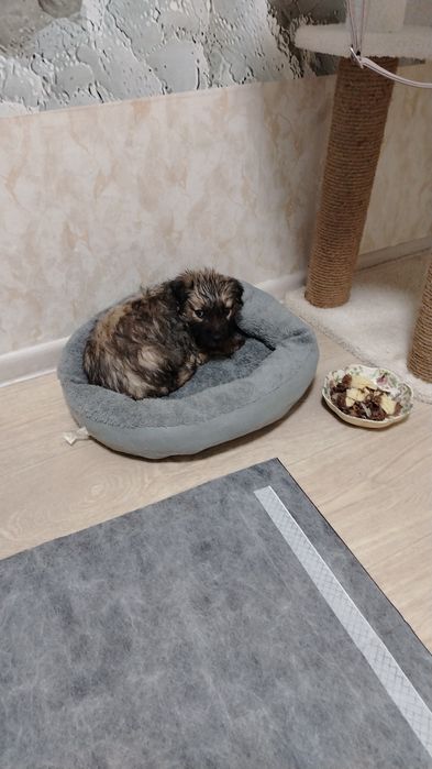 Отдам щенка в добрые руки