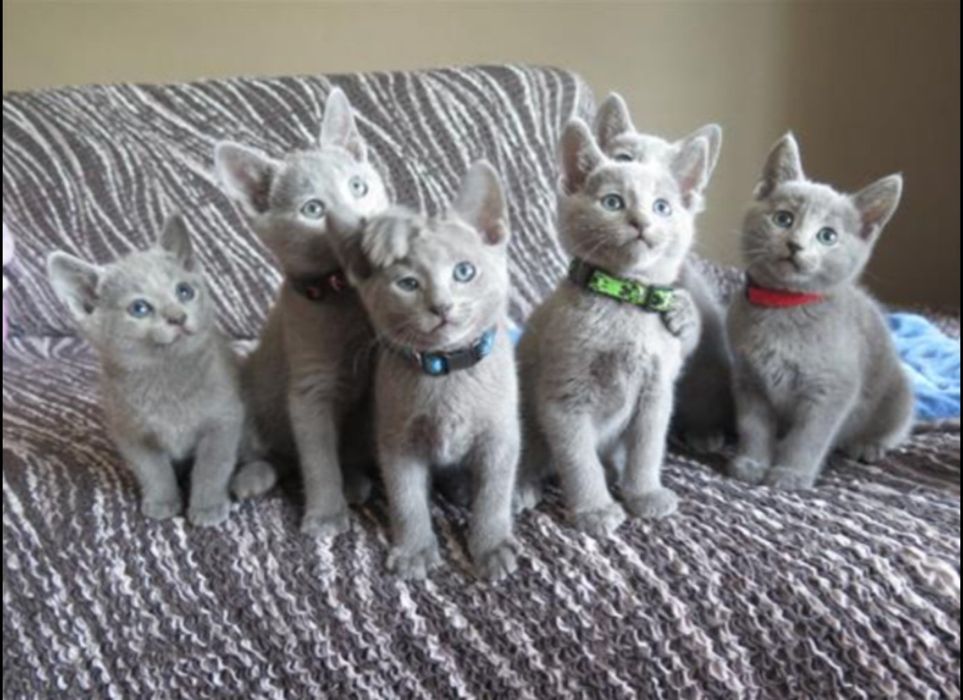 Продавам котенца,порода руска синя котка