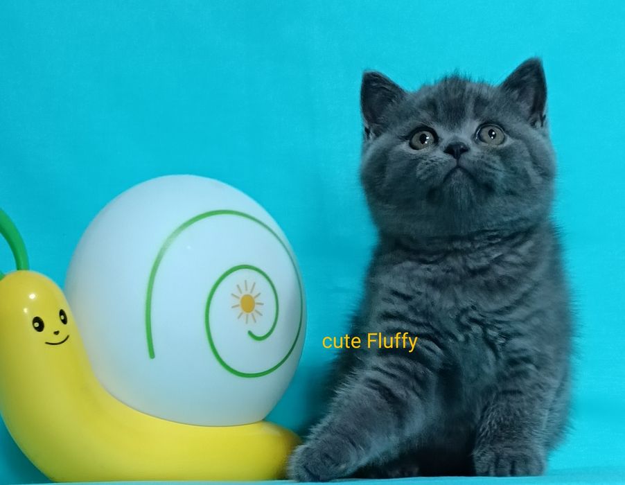 Клубные британские котята