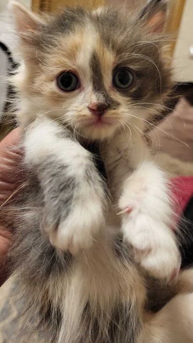 Отдам котят в хорошие руки